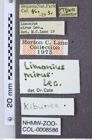 Etiketten zu Gambrinus mirus (NHMW-ZOO-COL-0008586)